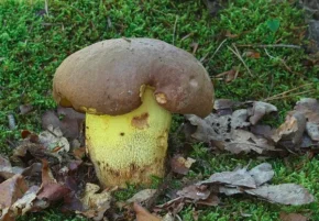 Боровик жовто-коричневий синіючий (лат. Boletus appendiculatus)