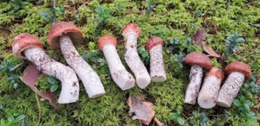 Підосичник сосновий (лат. Leccinum vulpinum)