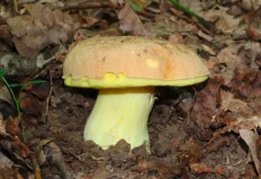 Боровик жовтий (лат. Boletus impolitus)