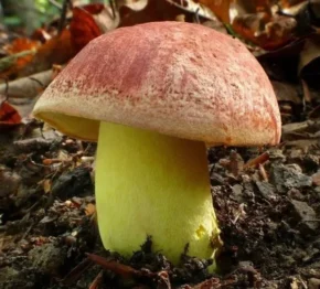 Боровик королівський (лат. Butyriboletus regius)
